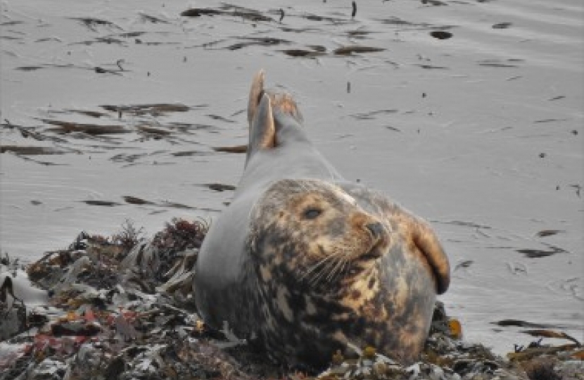 George Welcomes New Funding to Protect Grey Seals In Cornwall