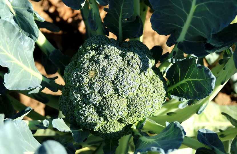 Broccoli in Cornwall