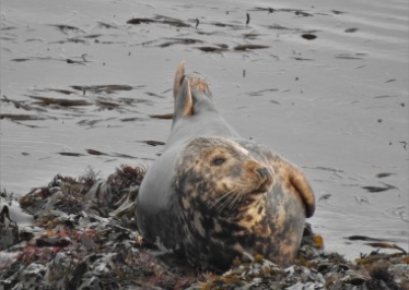 George Welcomes New Funding to Protect Grey Seals In Cornwall