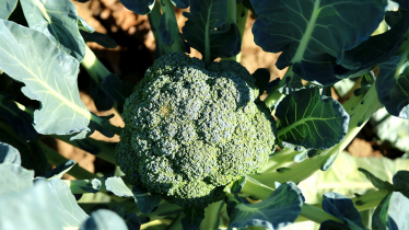 Broccoli in Cornwall